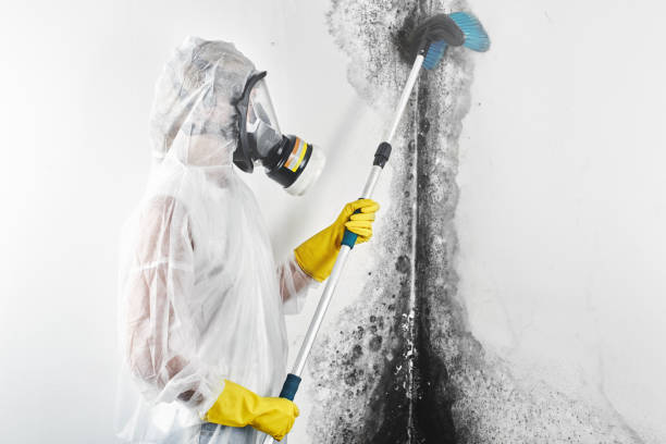 Best Mold Removal for HVAC Installations  in Wmette, IL
