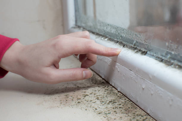 Best Biohazard Mold Removal  in Wmette, IL